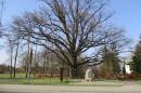 Kampinos - Pomnik przyrody Dąb Stefan oraz obelisk upamiętniający św. Jana Pawła II