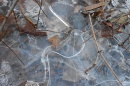 Wyróżnienie za artyzm: Danuta Warjan "W tafli lodu na ścieżce w lesie w Zabrzu-Zaborzu"